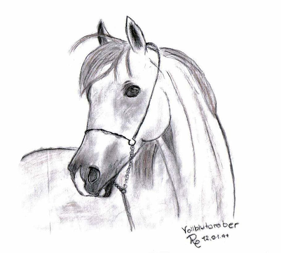 white horse sketch, Drawing, Image, Pony, Horse, Arabs, pencil drawing, stallion, white background, white color