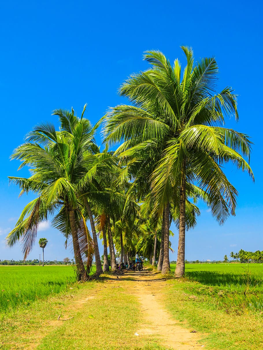 group, people, tall, coconut trees, across, field, rice paddy, blue, sky, coconut