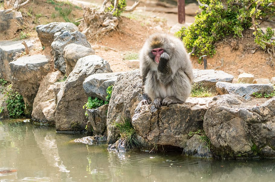 monkey park, kyoto, japan, Kyoto, Japan, ape, monkey, monkies, park, public domain, macaque