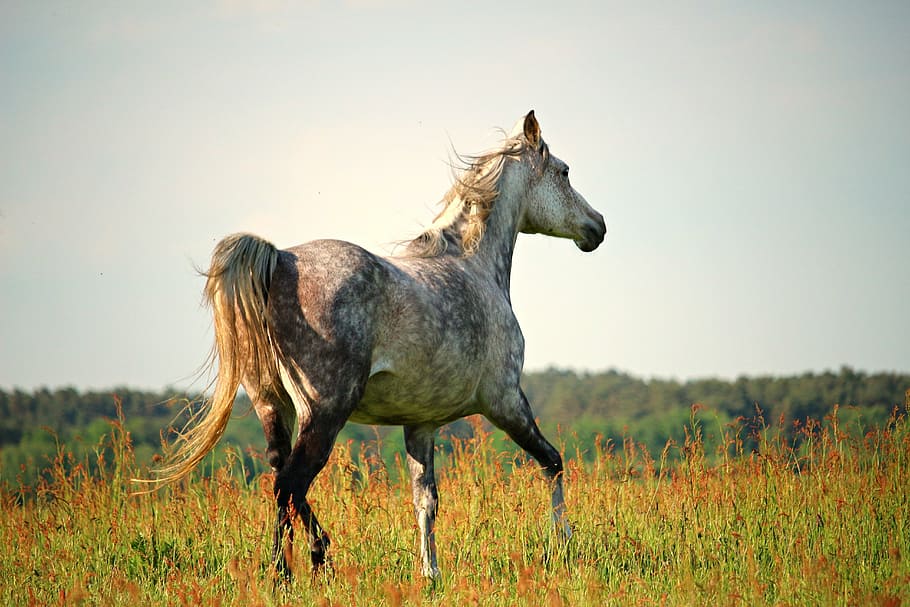 beige, horse, stands, lush, grass field photo, daytime, trot, thoroughbred arabian, mold, pasture