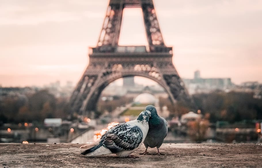 bird, couple, beak, paris, eiffel tower, urban, city, architecture, infrastructure, structure