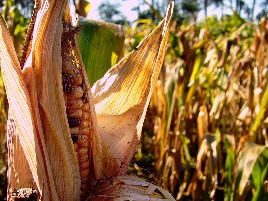 millo, corn, ancient maize, galicia, agriculture, agricultural, plant, close-up, growth, nature