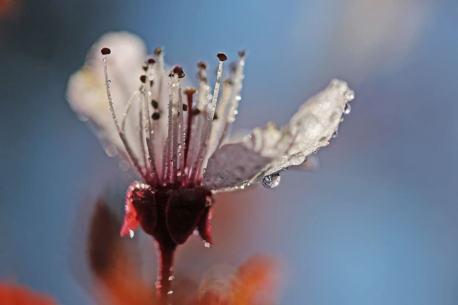flower, spring, artistic, plum blossom, just add water, dew, close-up, nature, winter, day