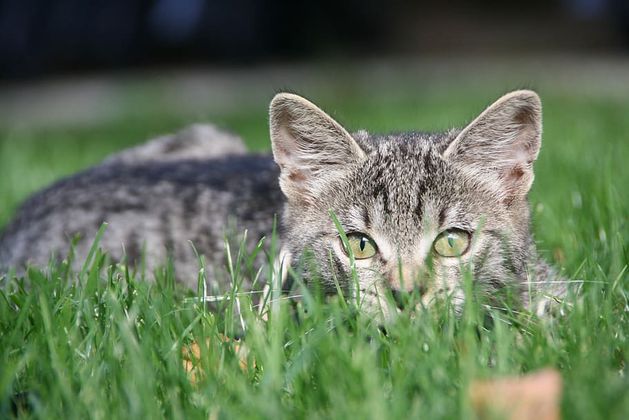 Kucing, Anak Kucing, Mengintai, kucing muda, kucing harimau, rumput, padang rumput, taman, satu hewan, tema hewan