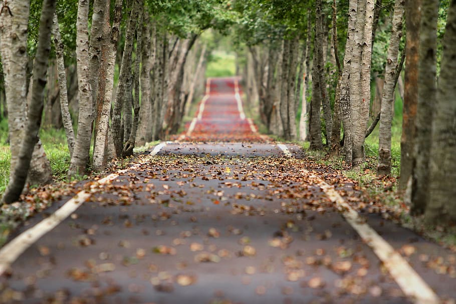 seco, hojas, camino, bosque, hoja que cae, natural, madera de árbol, árbol, perspectiva decreciente, el camino a seguir