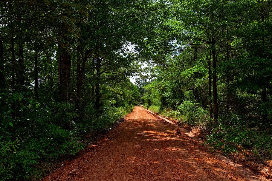 brown, muddy, roadway, surrounded, trees photograph, alabama, dirt road, red clay, landscape, forest