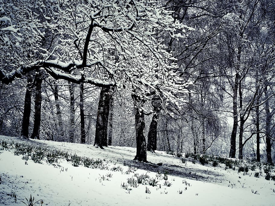 invierno, nieve, invernal, blanco, árbol, frío, naturaleza, paisaje, sueño de invierno, nevado