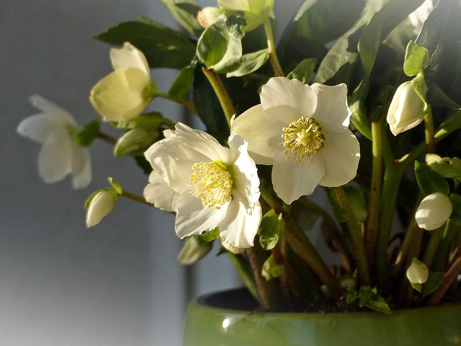 christmas rose, anemone blanda, winterblueher, blossom, bloom, flower, white, plant, winter, nature