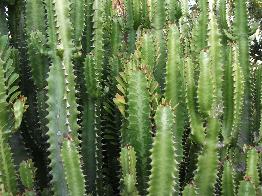 cactus, nature, thorn, cactus thorn, vegetation, leaf cactus, garden, thorny plant, green color, plant