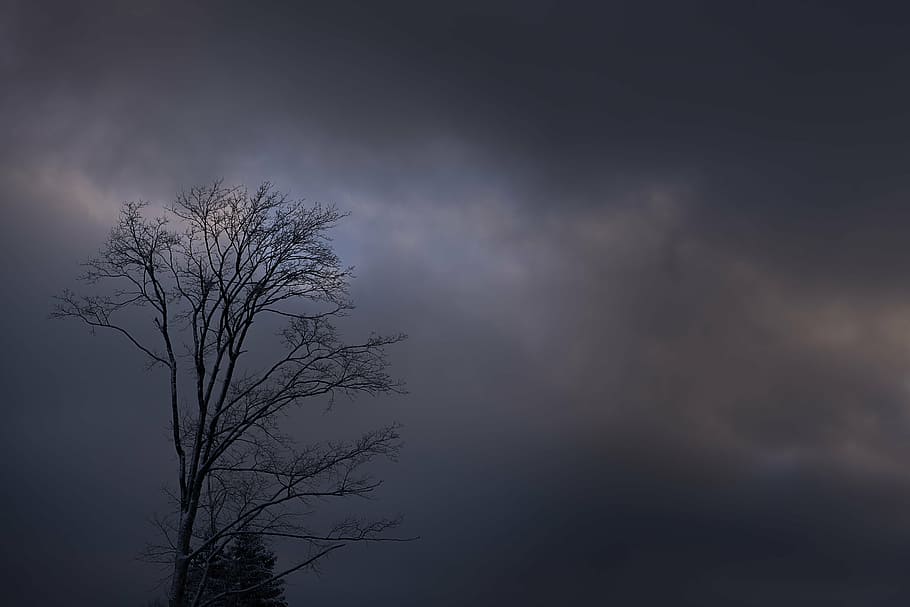 black, bare, tree, cloudy, sky, crown, aesthetic, tree top, winter, kahl