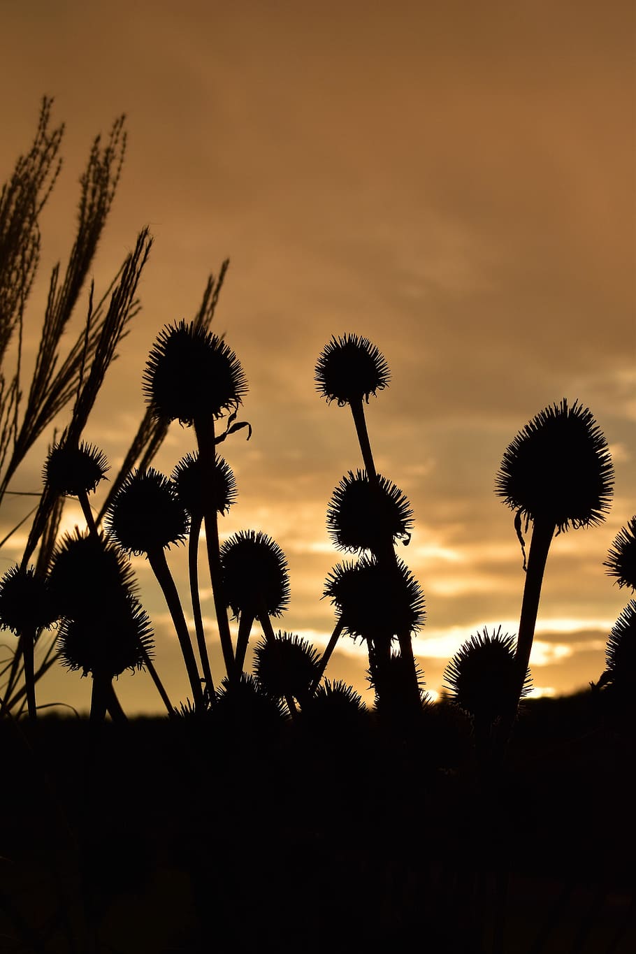 Morgenrot, Grasses, morgenstimmung, dried plants, back light, clouds, landscape, weather, echinacea, silhouette