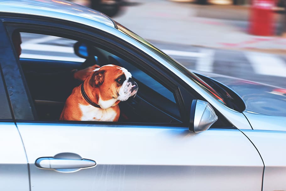 perro, mirando, ventanilla del coche, varios, animales, coche, coches, perros, mascotas, vehículo terrestre