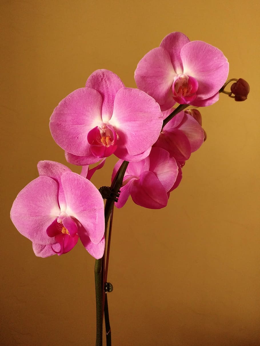 fotografia, roxo, flores de orquídea mariposa, rosa, orquídea, flor, floração, pétala, cor rosa, cabeça de flor