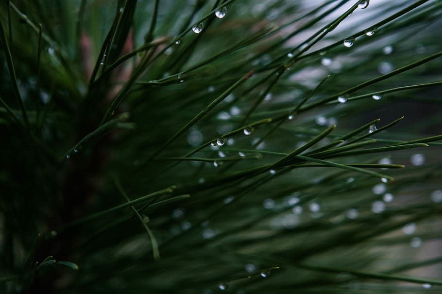 green, leaf, plant, water, blur, bokeh, nature, outdoor, growth, wet