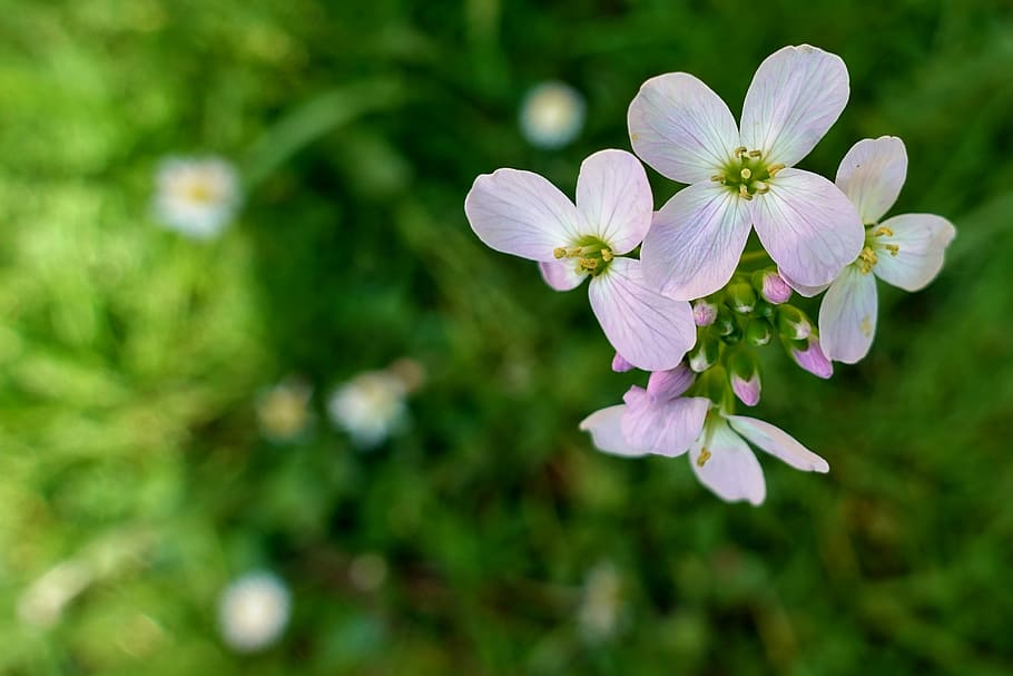 selective, focus photography, white, pink, petaled flower, cuckoo flower, card amines pratensis, flower, pointed flower, natural plant