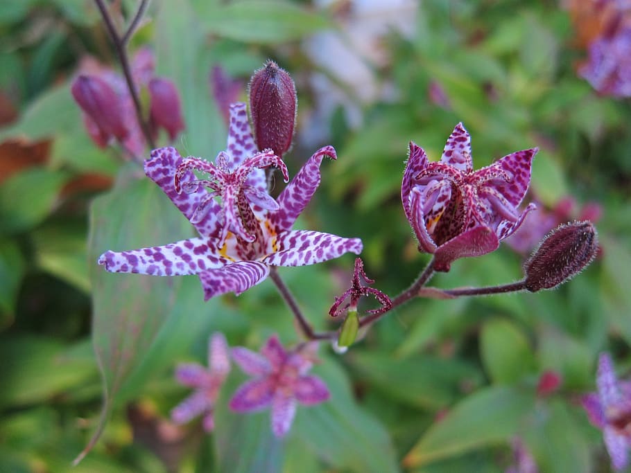 flower, toad lily, nature, purple, lily, buds, garden plant, plant, flowering plant, growth