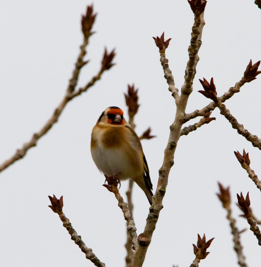 goldfinch, finch, bird, avian, tree, wildlife, beak, yellow, songbird, wild