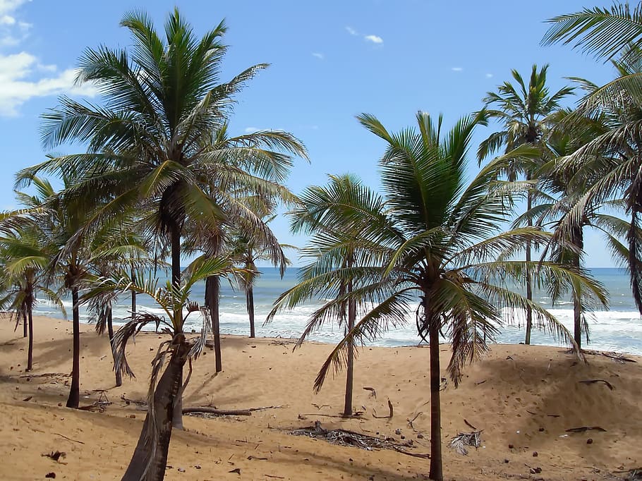 Brazilwood, pohon kelapa, bukit pasir, Atlantik, tropis, sisi, pantai, pohon palem, iklim tropis, pohon