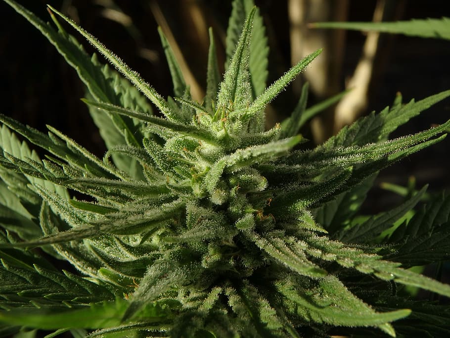 green plants, cannabis, flower, marijuana, bud, green color, plant, healthcare and medicine, close-up, food and drink