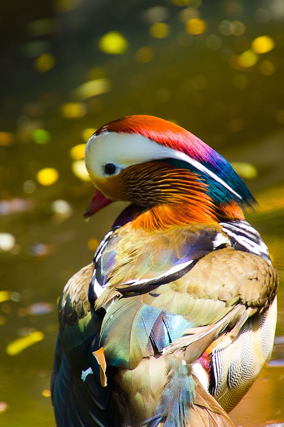 shallow, focus photo, orange, gray, brown, bird, mandarin ducks, mandarin duck, duck, animal themes