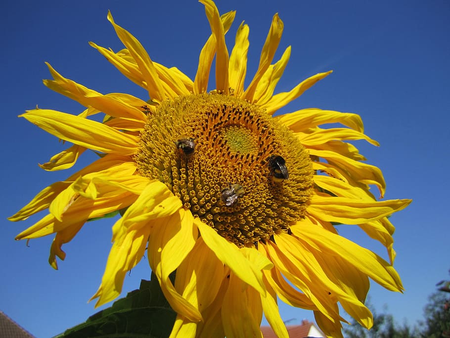 Sun Flower, Sunny, cielo, flor, azul, primer plano, fragilidad, pétalo, amarillo, cabeza de flor