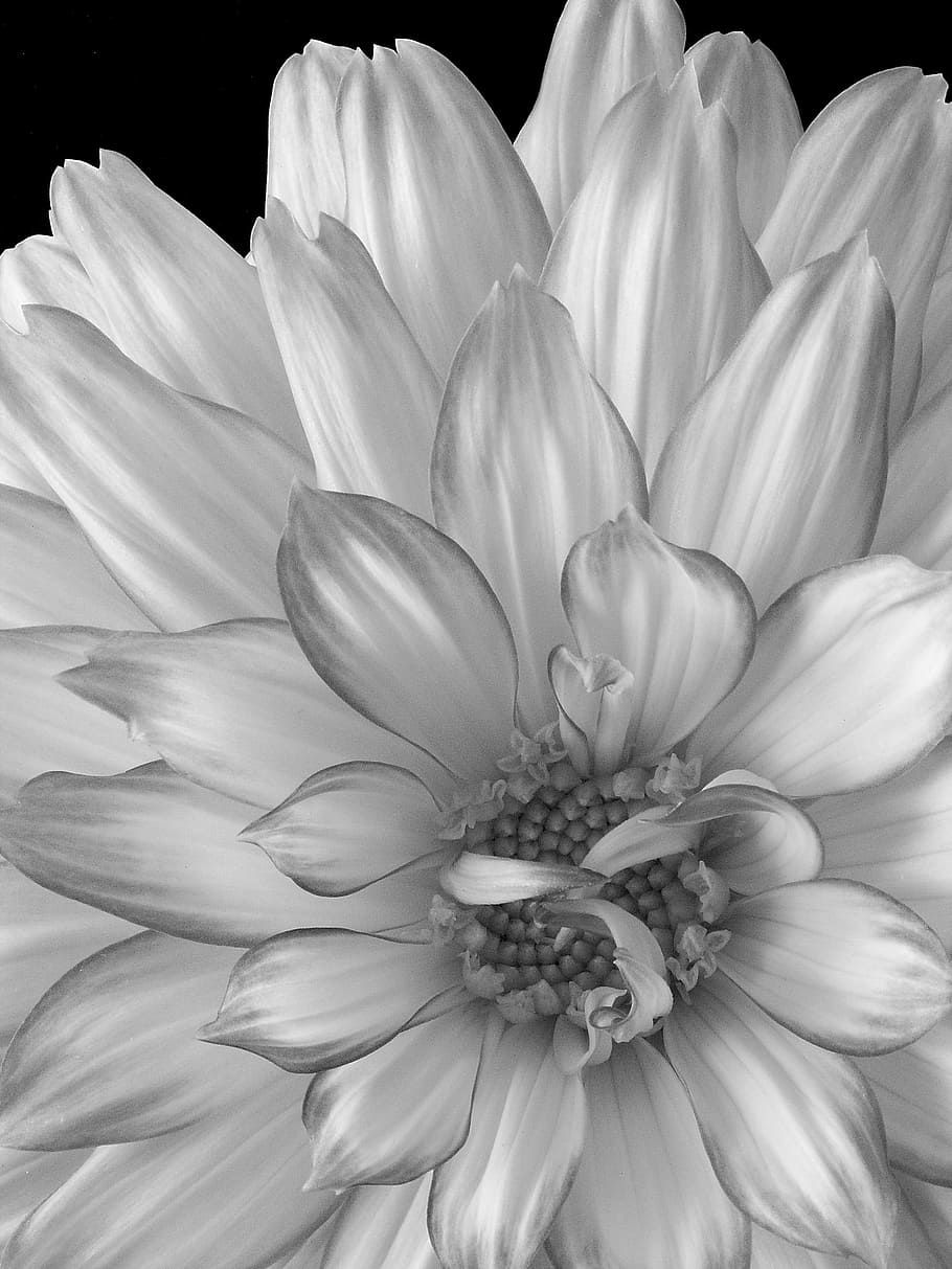 白い花のイラスト ダリア 花 黒と白 庭 自然 マクロ 花びら 繊細な 開花植物 Pxfuel