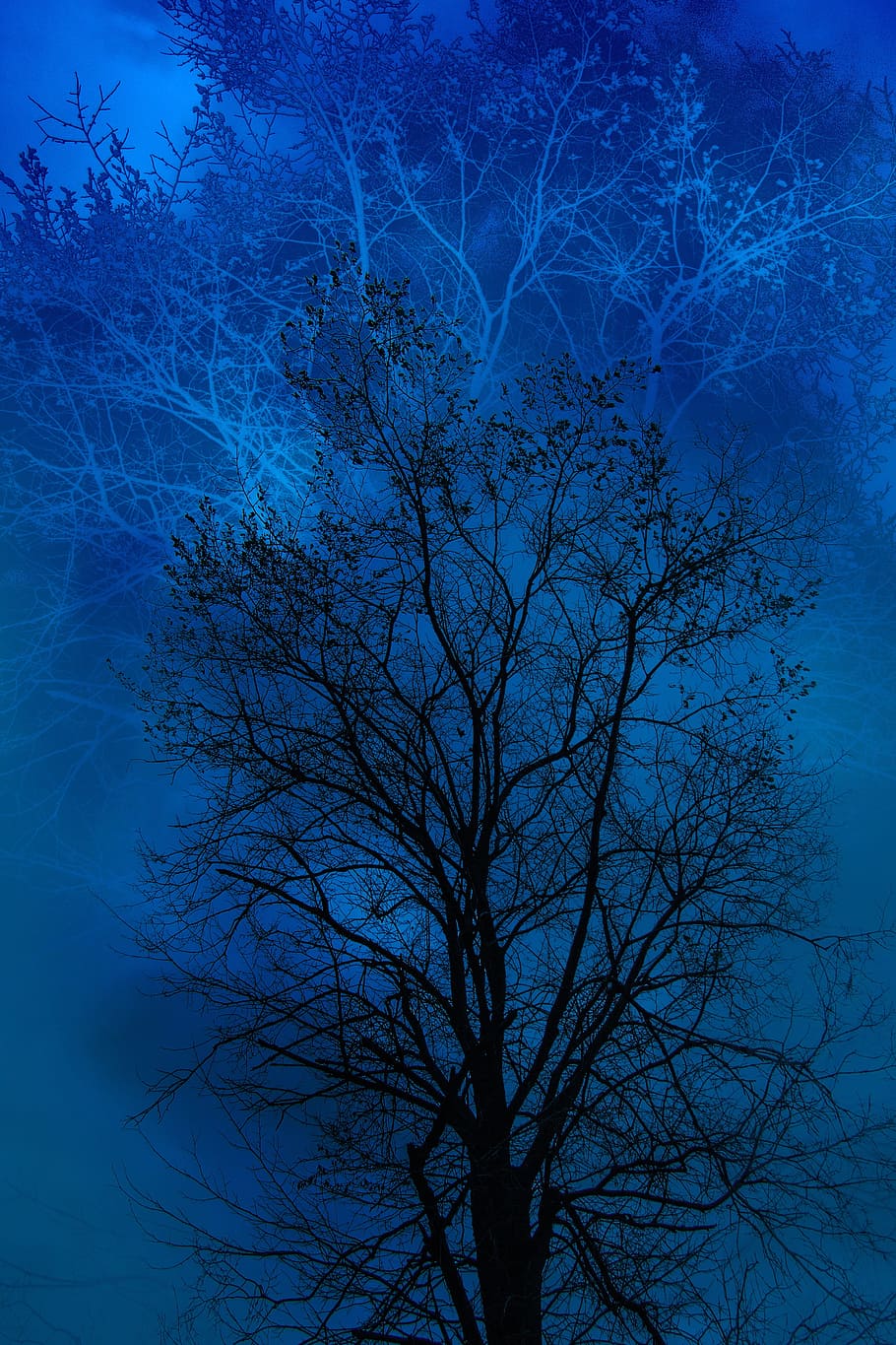 silhouette, withered, tree, blue, black, day, the gloom, gloominess, mystic, books