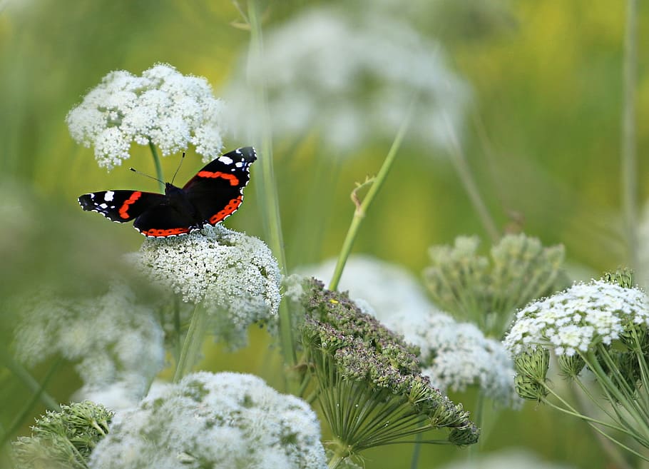 rojo, almirante mariposa posado, blanco, flor de racimo, selectivo, fotografía de enfoque, mariposa, colmenas, flores, verano