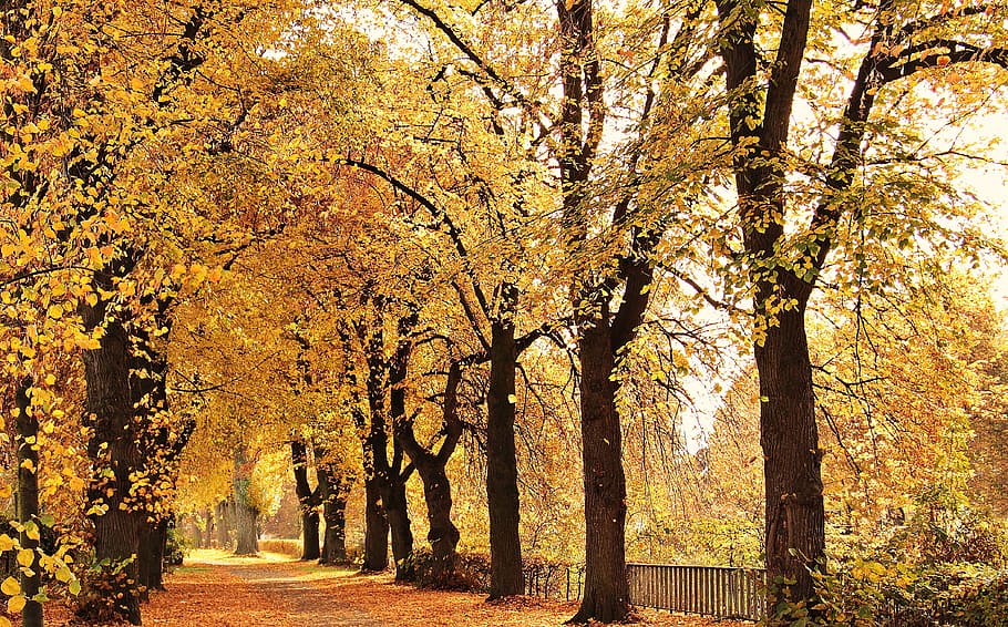 road between trees, trees, avenue, autumn, away, mood, outdoor, fall leaves, leaves, true leaves