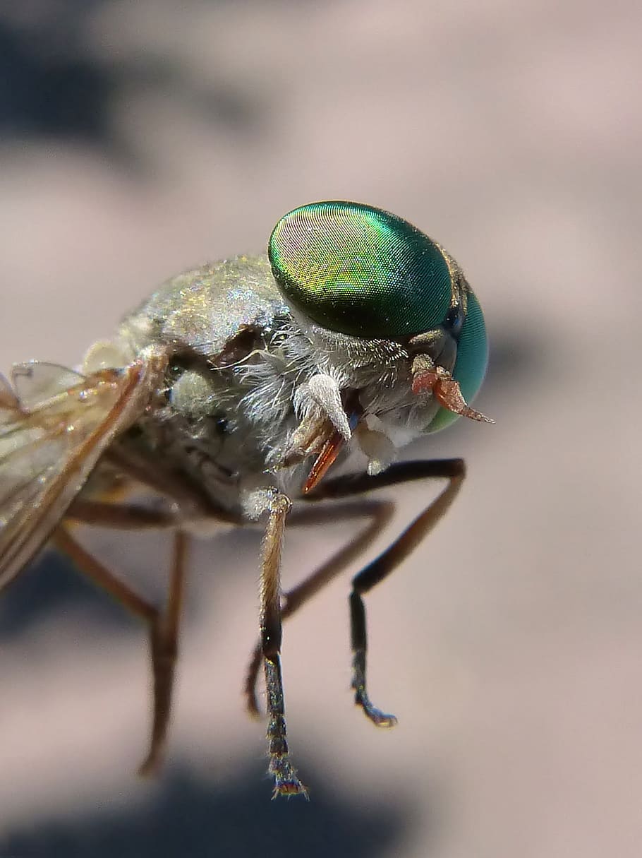 Horsefly, Compound Eye, Tabanid, insect eye, sting, one animal, animal wildlife, animal themes, animals in the wild, insect