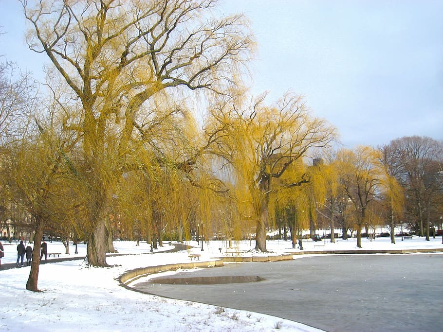 boston, massachusetts, taman, musim dingin, salju, es, pohon, alam, luar, kolam