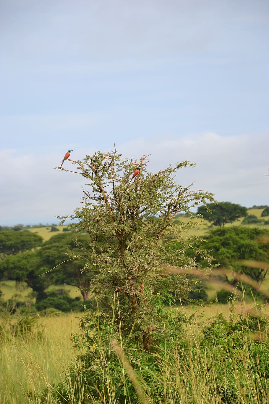 birdlife, uganda, tree, plant, sky, growth, field, beauty in nature, nature, land
