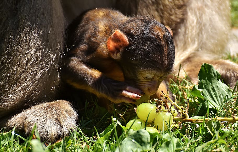 mono, mono bebé, uvas, curioso, mono berberisco, especies en peligro de extinción, mono montaña salem, animal, animal salvaje, zoológico