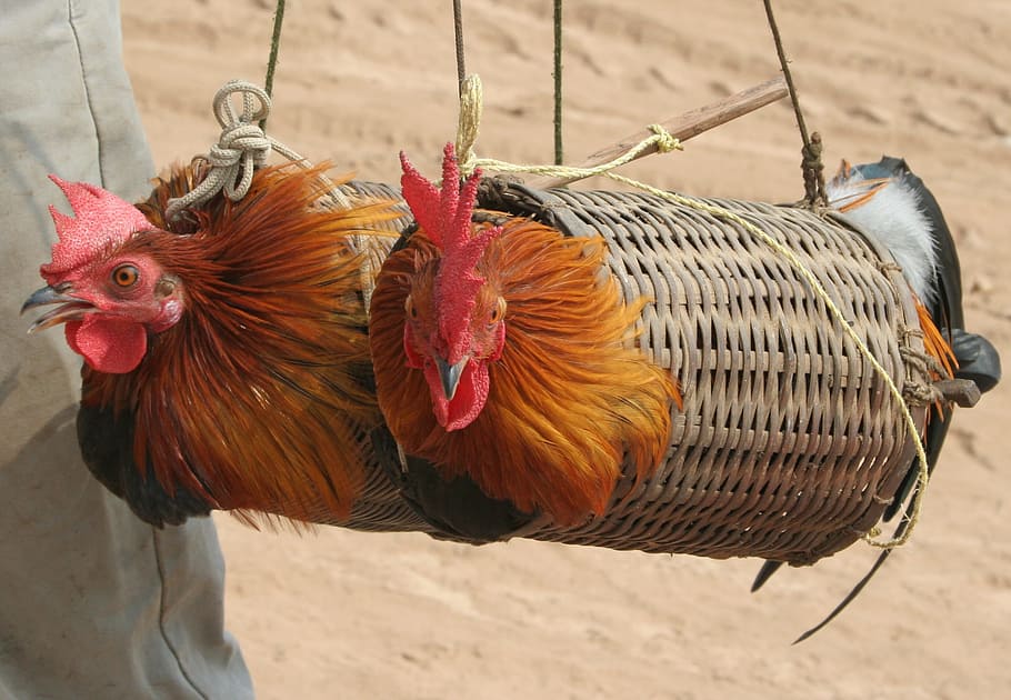 closeup, photography, two, orange, black, roosters, wicker baskets, daytime, Trapped, Chicken