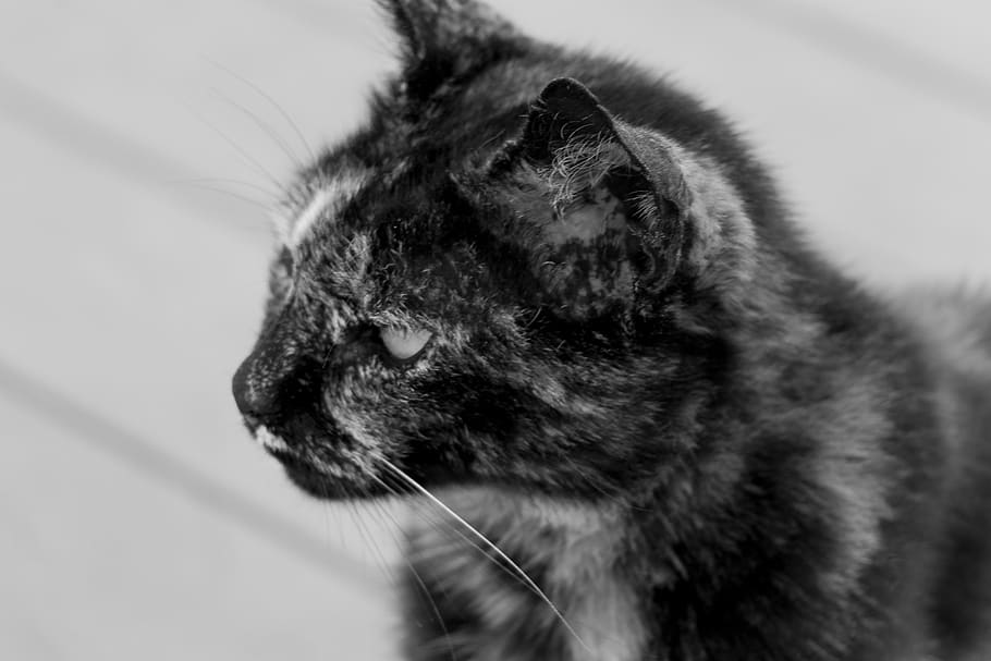 cat, pet, animal, black and white, whiskers, animal themes, mammal, one animal, domestic, pets