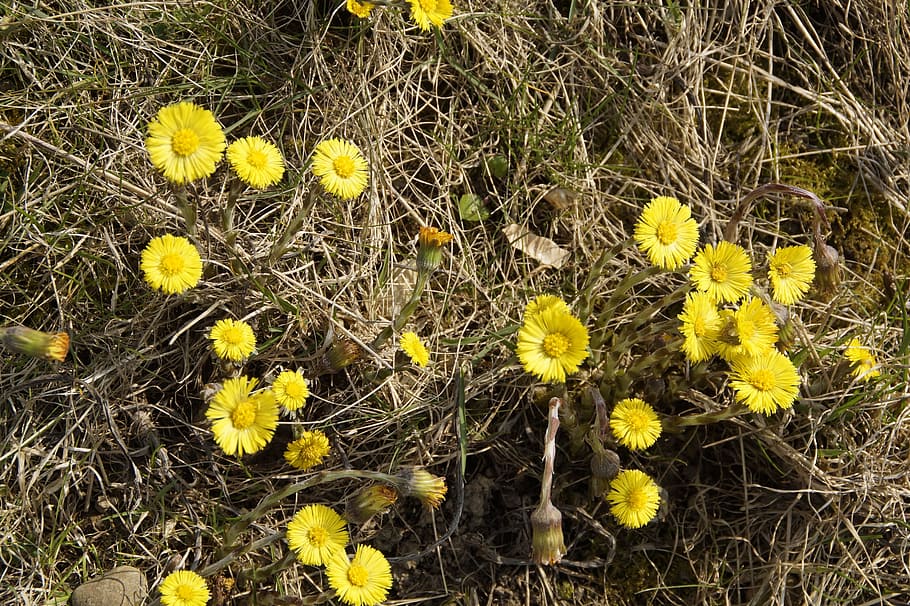 Tussilago Farfara, Spring, Cough, medicinal plant, homeopathy, plant, flower, yellow, early bloomer, flowers