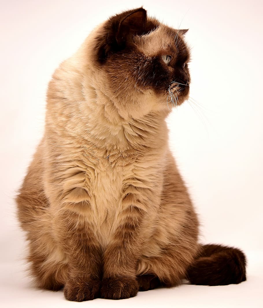 茶色の猫 ブリティッシュショートヘア 猫 ペット Mieze ブリティッシュ ショートヘア 飼い猫 ブリティッシュショートヘア猫 サラブレッド Pxfuel