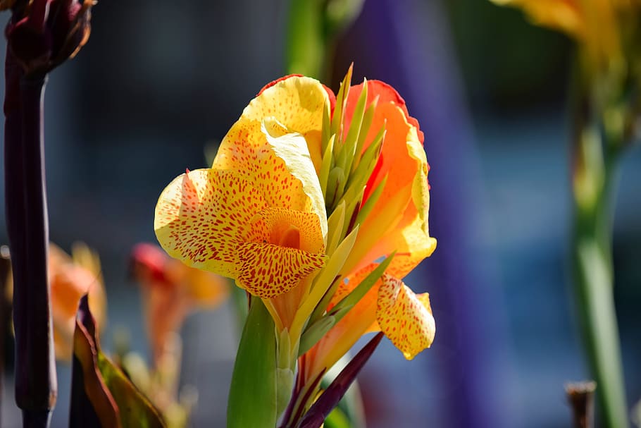 canna, blossom, bloom, yellow, flower, nature, color, beautiful, flora, plant