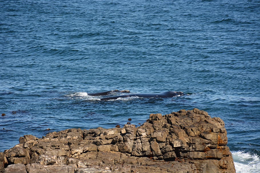 Sudáfrica, ballenas, madre e hijo, jardín de infantes, mar, roca - objeto, nadie, aire libre, agua, playa