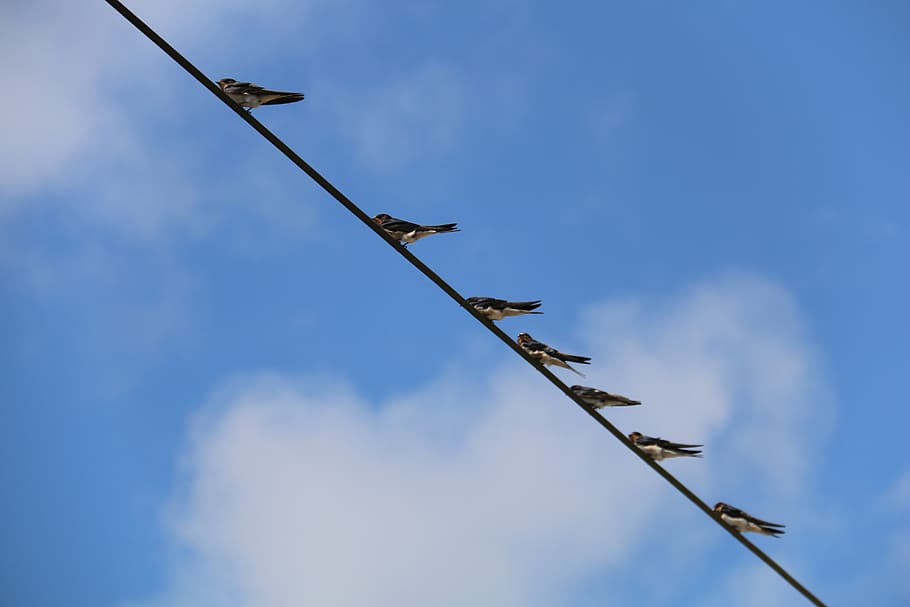 birds, sky, telephone cable, nature, animal, clouds, low angle view, day, cloud - sky, blue