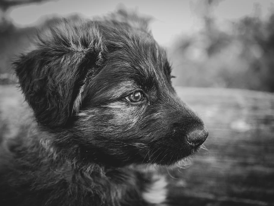 dog, cute, nice, black white, puppy, adorable, sad, young, animals, eyes