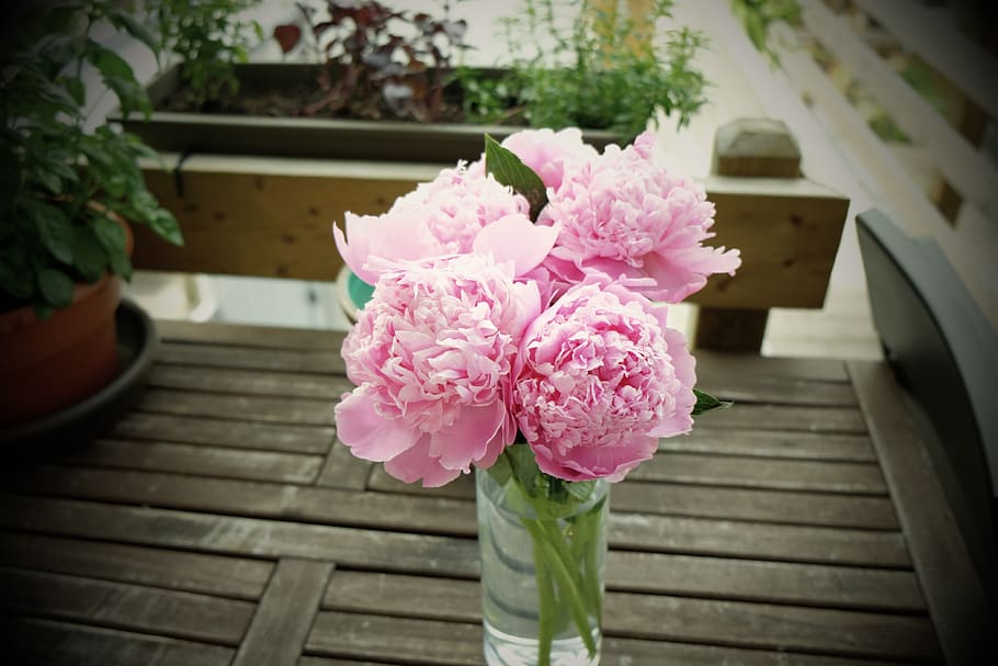 merah muda, bunga, vas, warna merah muda, tanaman berbunga, menanam, kesegaran, tidak ada orang, keindahan di alam, alam