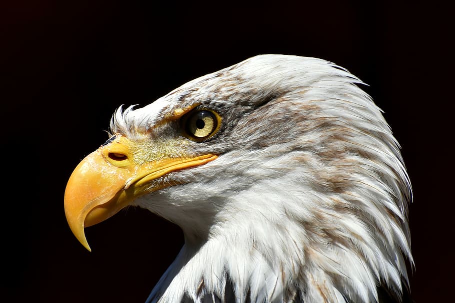águila calva americana, adler, águila calva, ave, rapaz, ave de rapiña, proyecto de ley, fotografía de vida silvestre, ave salvaje, animal