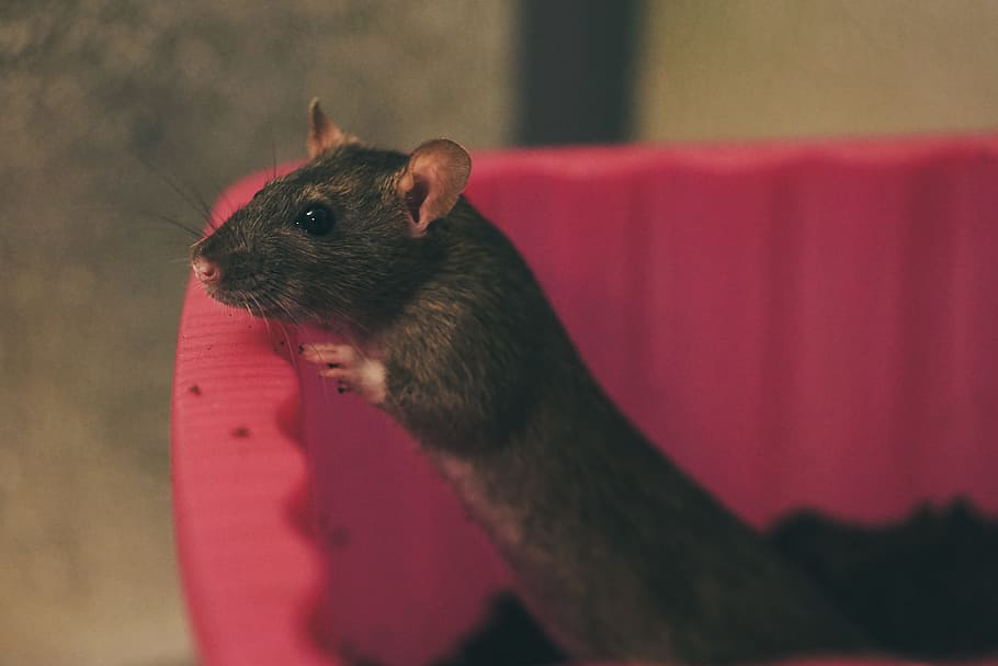 Rat, Color, Sweet, Smart, Rodent, color rats, nager, animal, ears, mammal