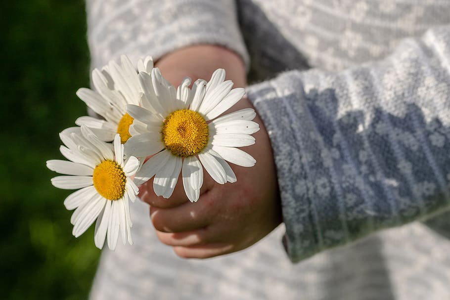 person, holding, three, white, daisy flowers, daisies, leucanthemum maximum, children's hands, give, keep