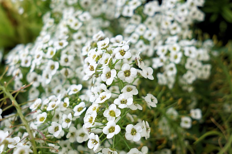 花 植物 自然 白 小さい 白い色 人なし 成長 開花植物 自然の美しさ Pxfuel