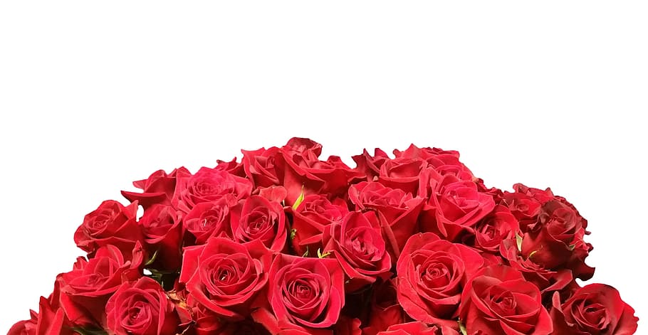 빨간 꽃 꽃다발, 장미, 빨간, 빨간 장미, 꽃, 로맨스, 선물, 화이트, 낭만적 인, 자연
