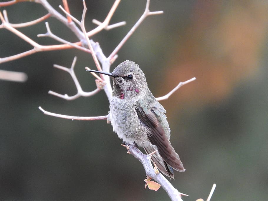 close-up photography, hummingbird perching, branch, Anna'S Hummingbird, Bird, hummingbird, wildlife, animal, nature, beak
