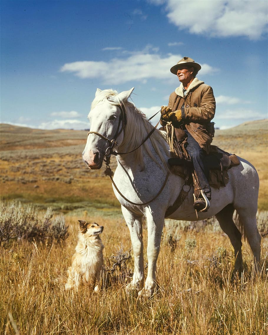man, brown, jacket, riding, white, horse, farmer, shepherd, dog, 1940s