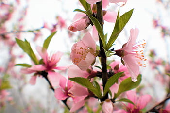 Royalty-free nectarine photos free download | Pxfuel